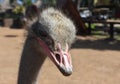 A Very Unattractive Ostrich Looking Down