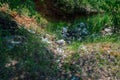 An unauthorized dump of household waste in a pit among thickets of small trees. Concept of pollution of nature with household