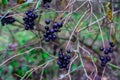 Unavailable black berries on the branches after the rain. Berries for birds