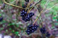 Unavailable black berries on the branches after the rain. Berries for birds