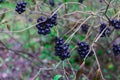 Unavailable black berries on the branches after the rain. Berries for birds