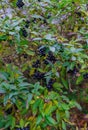 Unavailable black berries on the branches after the rain. Berries for birds