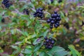 Unavailable black berries on the branches after the rain. Berries for birds