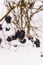 Unavailable black berries on the branches in the winter on the background of snow. Berries for birds