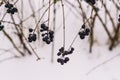 Unavailable black berries on the branches in the winter on the background of snow. Berries for birds