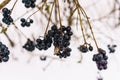 Unavailable black berries on the branches in the winter on the background of snow. Berries for birds