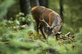 Unaware red deer stag grazing green vegetation in summer forest Royalty Free Stock Photo