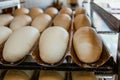 Unbaked bread dough on tray in oven