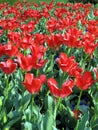 An unbelievable field with blossoming bright red tulips on green legs with leaves