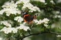 Butterfly on the white flowers of the tree. Nymph thistle - Vanessa cardui Royalty Free Stock Photo