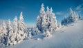 Unbelievable morning view of Carpathian mountains with fresh snow covered fir trres.