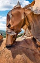 Unbelievable view of Rock of the Bear. Great morning scene of Sardinia island, Capo D`orso, Province of Olbia-Tempio, Italy, Euro Royalty Free Stock Photo