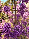 Unbelievable violet fruits of a nameless plant in a spring garden Royalty Free Stock Photo