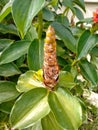 unbloom costus barbatus in the garden