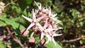 Unbloomed Coneflower Macro Royalty Free Stock Photo