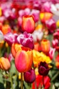 Orange Red and Pink Spring Tulip Flower Close Up Colourful Background Royalty Free Stock Photo