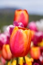 Orange Red and Pink Spring Tulip Flower Close Up Colourful Background Royalty Free Stock Photo