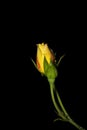 Unbloomed Rose flower with water drops isolated on black background Royalty Free Stock Photo