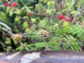 An unbloomed spiny cactus flower