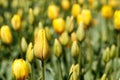 Unbloomed Yellow Spring Tulip Flowers Close Up Royalty Free Stock Photo
