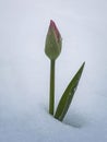 Unbloomed young tulip flower growing under the white snow. Water drops on the bud and leaves Royalty Free Stock Photo