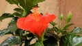 Unblossoming of red ibiscus in greenhouse