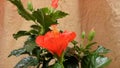 Unblossoming of red ibiscus in greenhouse