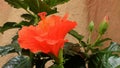 Unblossoming of red ibiscus in greenhouse