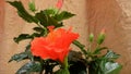 Unblossoming of red rose in greenhouse