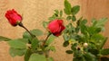 Unblossoming of red rose in greenhouse