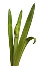 Unblown amaryllis bud and leaves on a white Royalty Free Stock Photo