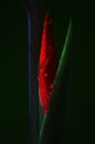 Bud of a red flower of Gladiolus or Spike lat. Gladiolus on a dark background. Raindrops on a flower bud. After the rain. Macro. Royalty Free Stock Photo