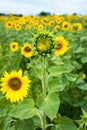 unblown bud of sunflower front of green field with flowers of sunflower Royalty Free Stock Photo