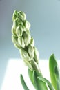 unblown buds of pink hyacinth and green leaves on a white plain background close-up on the window. macro, spring mobile wallpaper Royalty Free Stock Photo