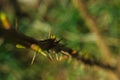 Unblown buds on trees. Bare young tree branches in spring in the garden close-up on a blurred background