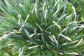 Unblown daffodil, narcissus top view, greens, buds, stems. Beautiful background for wide use. The first spring flowers, gardening.