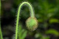 Unblown flower bud Royalty Free Stock Photo