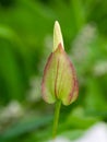 Unblown flower buds Royalty Free Stock Photo