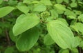 Unblown inflorescences and Leaves of Cornus Royalty Free Stock Photo