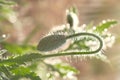 Unblown poppy buds in the morning field Royalty Free Stock Photo