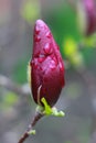 Unblown purple magnolia flower bud on a branch after the rain Royalty Free Stock Photo