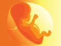 Unborn baby Royalty Free Stock Photo