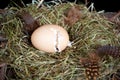 Unborn chick in cracking egg
