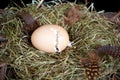 Unborn chick in cracking egg Royalty Free Stock Photo