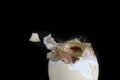 Unborn chicken Royalty Free Stock Photo