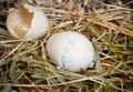 Unborn duck Royalty Free Stock Photo