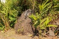 Unbridled tropical vegetation on a tropical island. Abstract art of nature. Root textured Coconut tree or Cocos nucifera L.