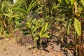 Unbridled tropical vegetation on a tropical island. Abstract art of nature. Root textured Coconut tree or Cocos nucifera L.