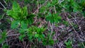 Unbroken leaves, buds of leaves, willow, shrubs Royalty Free Stock Photo