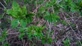 Unbroken leaves, buds of leaves, willow, shrubs